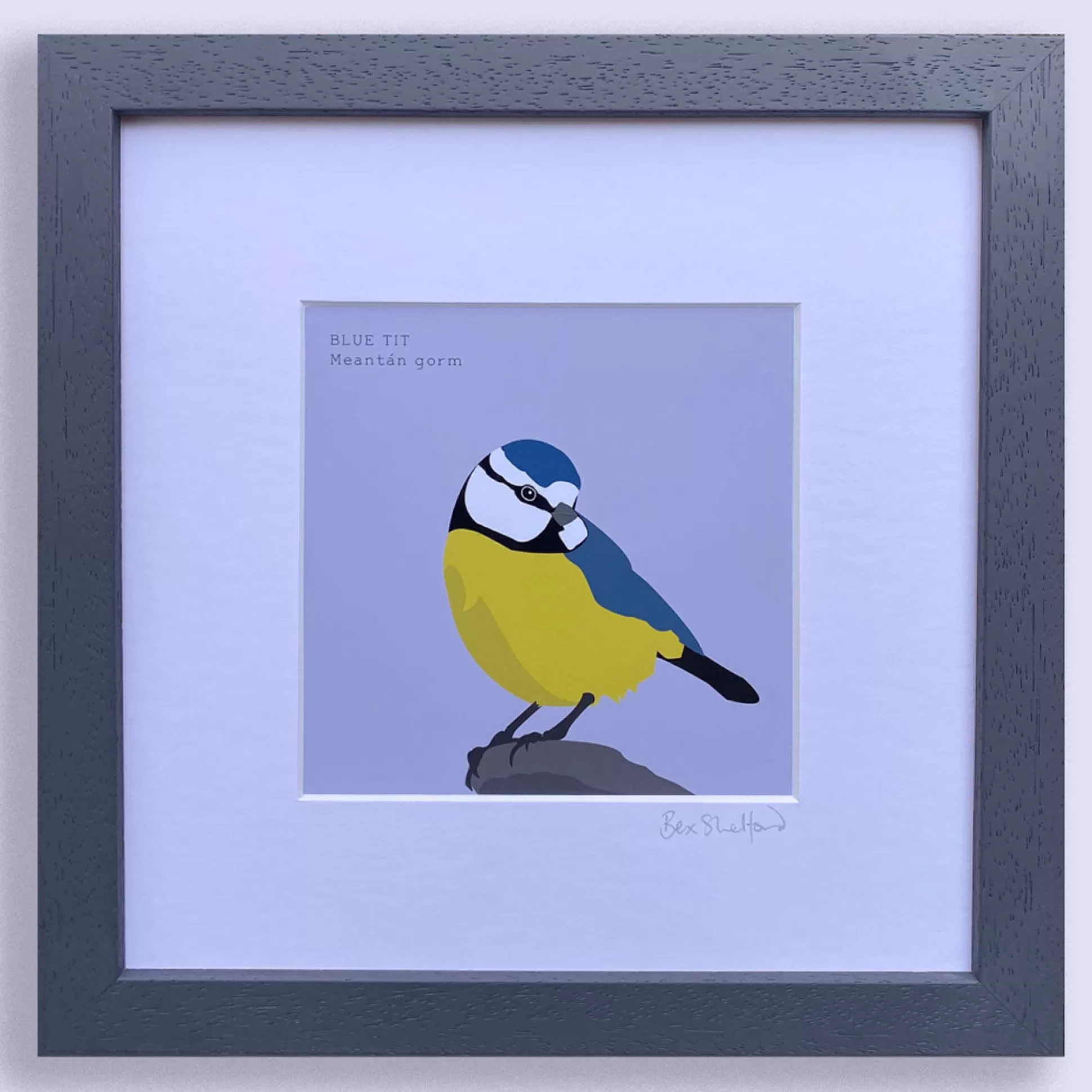 Wall Art & Picture Frames>Meadows and Byrne Bex Shelford - Blue Tit - Framed
